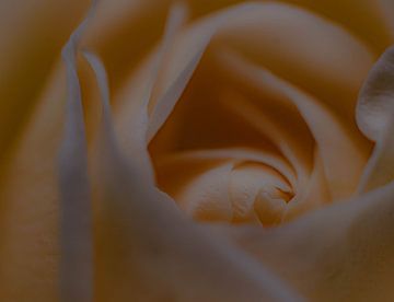hart van een perzikkleurige roos van Aan Kant
