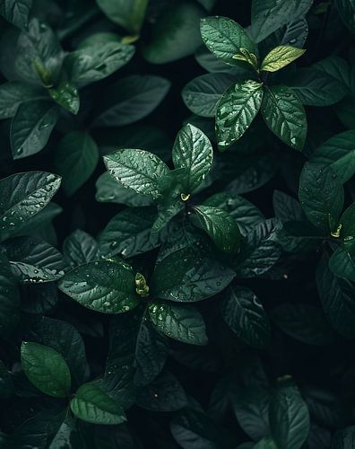 Aesthetics in nature