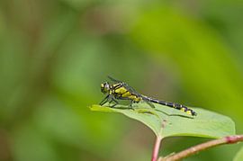G.vulgatissimus sur pierre munch