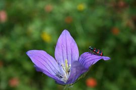 flower and beetle by Neeltje Annema
