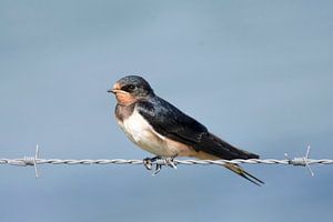 Une hirondelle ne fait pas un été