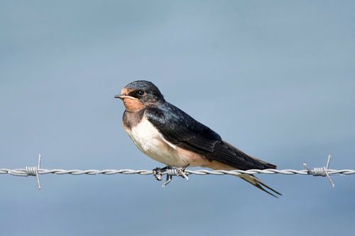 Eén zwaluw maakt nog geen zomer