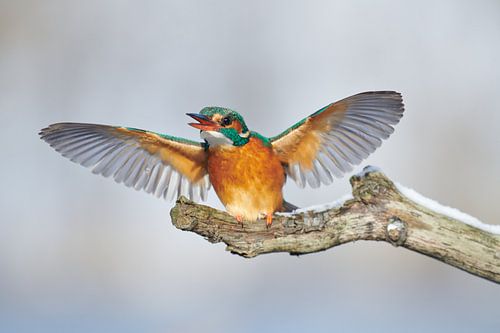IJsvogel - 1,2,3 Fight