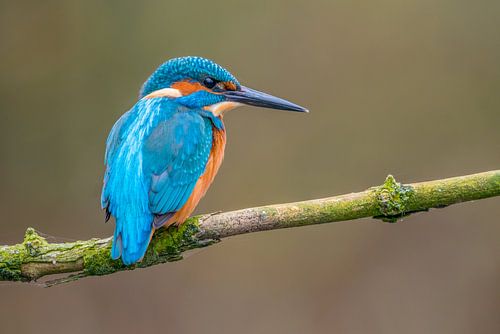 Common Kingfisher (The Netherlands)