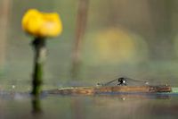 graceful whitethroat dragonfly on pompe leaf