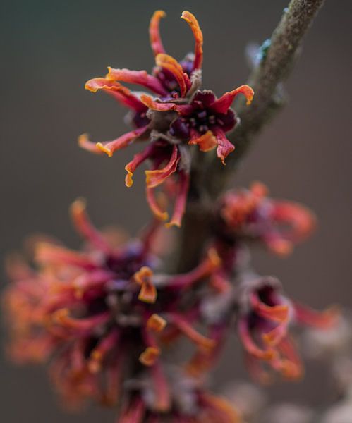 flora by Bart Liesenborgs