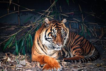 Majestueuze Siberische tijger in rust.