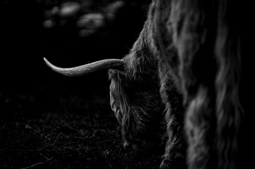 Highlander écossais noir et blanc