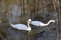 Es ist schwer im trüben Wasser was fressbares zu finden