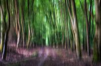 Mystischer Wald