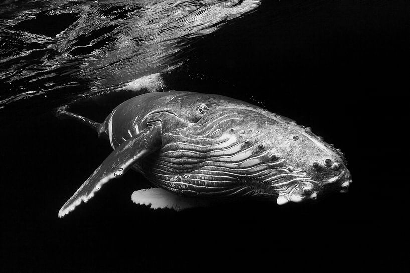 Humpback Whale calf, Barathieu Gabriel by 1x