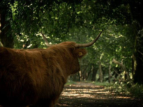 Scottish highlander in a woodland setting