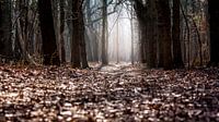 Lumière dans la forêt