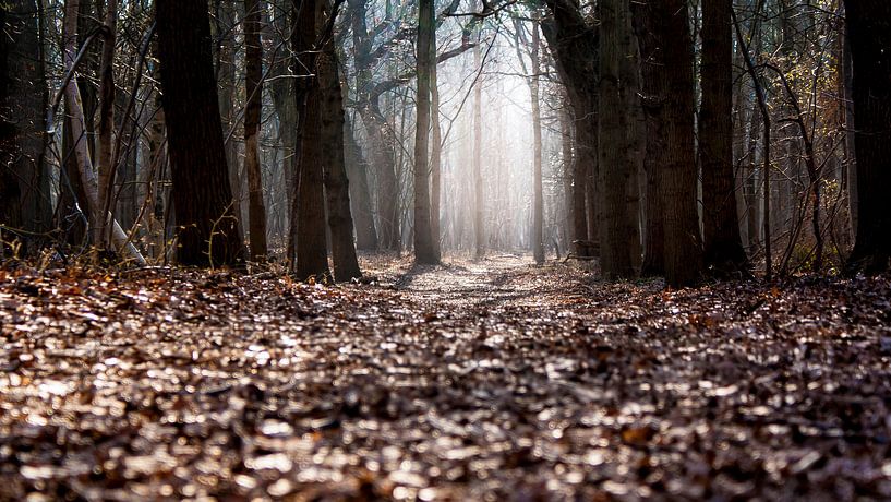 Lumière dans la forêt par Jacqueline Lodder