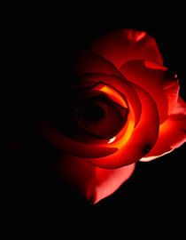 Ember Rose II