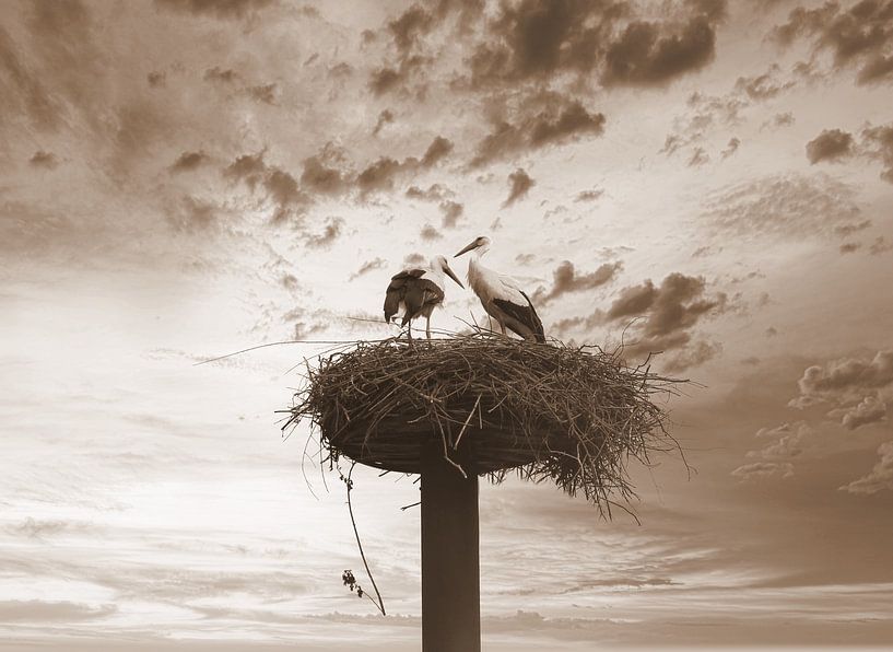 Storks on the nest in sepia by Jose Lok