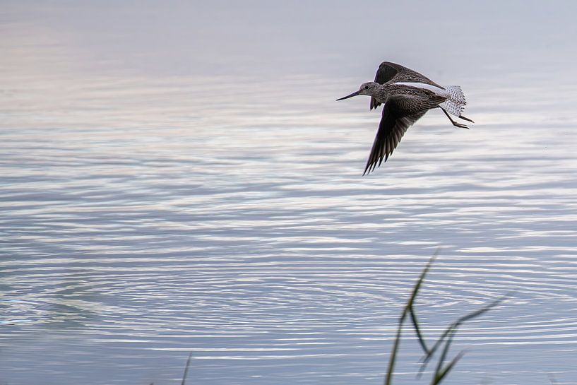 The redshank a bird you often see unnoticed. by Brian Morgan