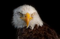 Amerikaanse Bald Eagle van Gert Hilbink thumbnail