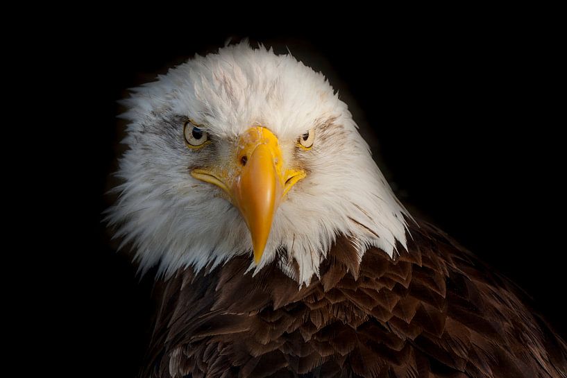 Pygargue à tête blanche, Bald Eagle. par Gert Hilbink