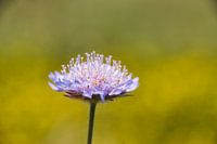 Veldweduwe bloem macrofotografie