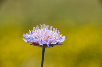 Macrophotographie de la veuve des champs