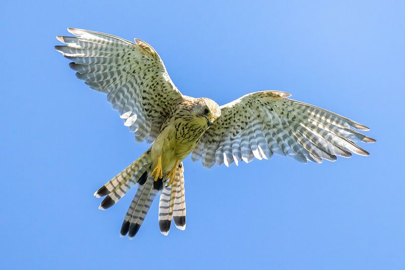 Kestrel in flight by Teresa Bauer
