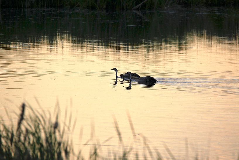 La famille Crane par Thomas Jäger
