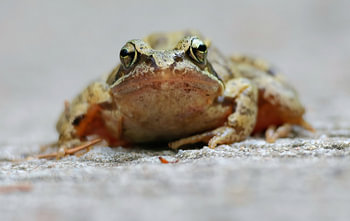 Mr. Frog
