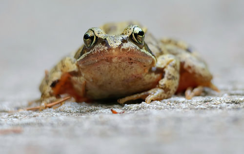Mr. Frog