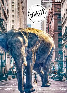 Elefant