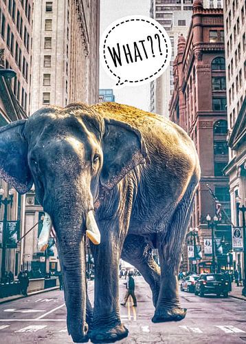 What??Olifant