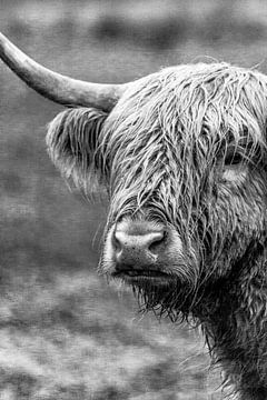 Schotse hooglander in zwart wit van Andre Brasse Photography