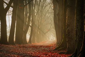 Chemin forestier avec brouillard et rayons de soleil