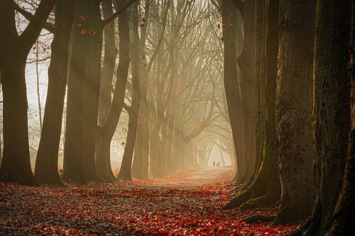 Bospad met mist en zonneharpen van Jan Poppe