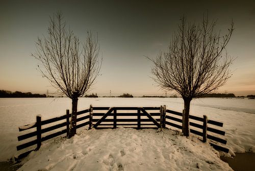 Two symmetrical willows