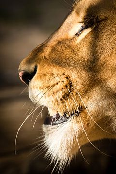 Lioness close-up by Marcel Alsemgeest