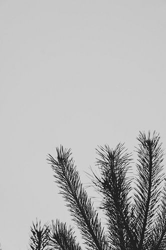 Naaldboom den tak met lucht zwart wit | Natuurfotografie, abstract van Merlijn Arina Photography