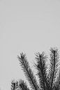 Kiefernzweig mit Himmel schwarz/weiß | Naturfotografie, abstrakt von Merlijn Arina Photography Miniaturansicht