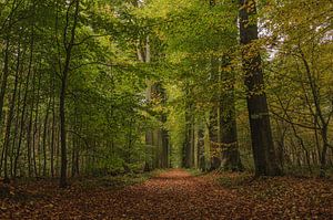 Wandelen in het woud.