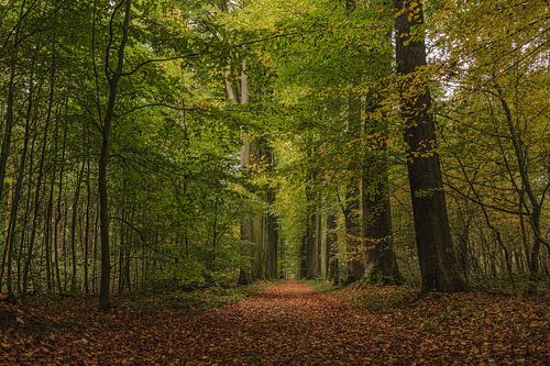 Wandelen in het woud.