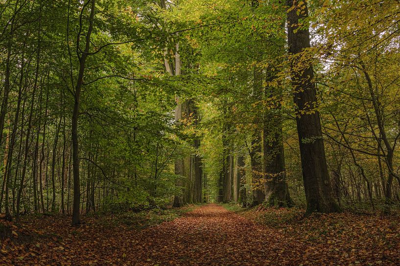 Randonnée en forêt. par Robby's fotografie