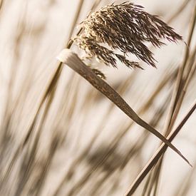Reeds in the wind by Evelien