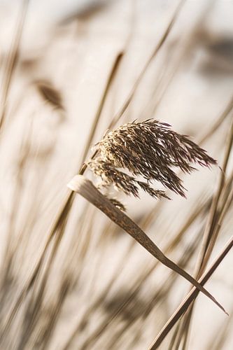 Des roseaux dans le vent