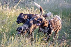 Wild dogs by Britta Kärcher
