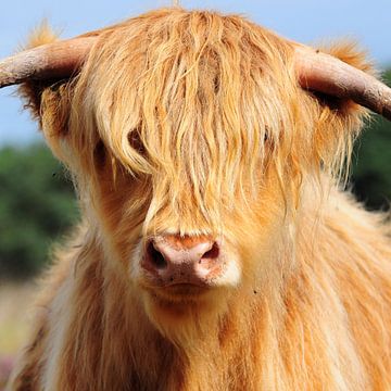Hairy cow