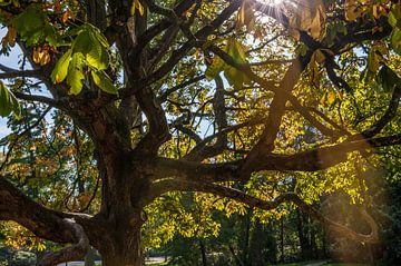 Autumn in the Vondelpark by Wim Slootweg