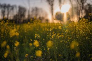 Blumen Teil 110