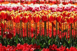 Tulip by Myrthe van Veenendaal