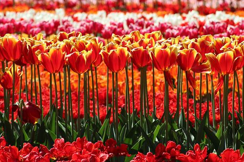 Tulp
