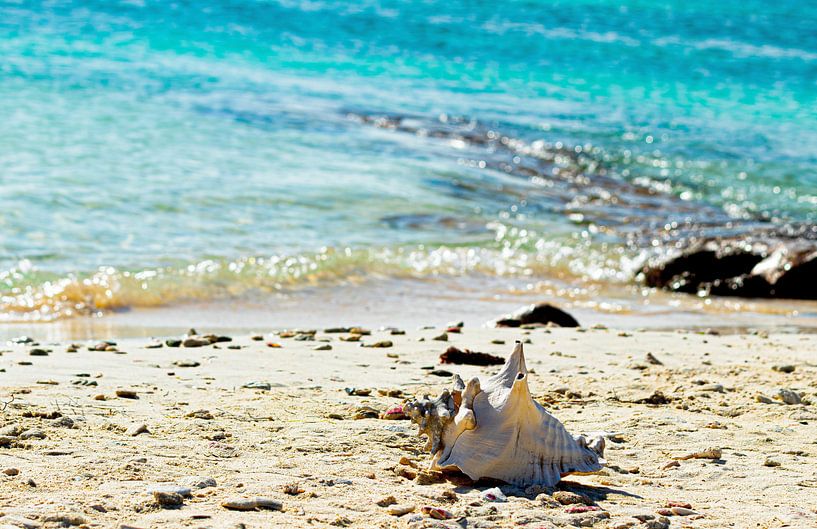 Sea shell by Daphne Brouwer